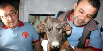 Apartman boşluğunda 10 gündür mahsur köpek kurtarıldı