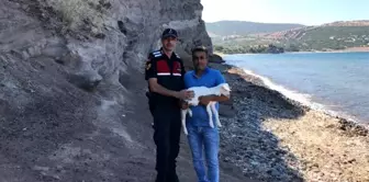 Uçurumda nefes kesen oğlak kurtarma operasyonu