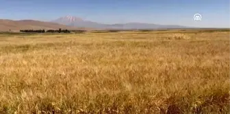 Ömrünü atalık tohum 'gacer'i yaşatmaya adadı