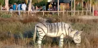 Zebra görünümlü eşeklerle safari temalı düğüne soruşturma