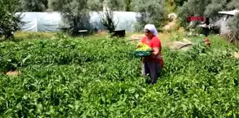 MUĞLA ÇOK YÖNLÜ MUHTAR, TAKDİR TOPLUYOR