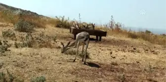 Dağ Ceylanları Üretim İstasyonu'nda inceleme