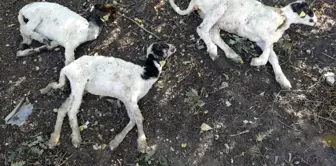 'Genç Çiftçi Projesi' kapsamında dağıtılan küçükbaş hayvanlar vebalı çıktı