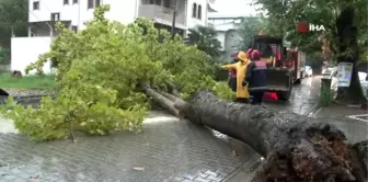 Sakarya'da yağmurun şiddetiyle aracın üzerine ağaç devrildi