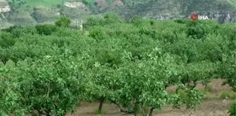 Fıstık hasadına sayılı günler kala bağ sahiplerinin rekoltede düşüş tedirginliği başladı