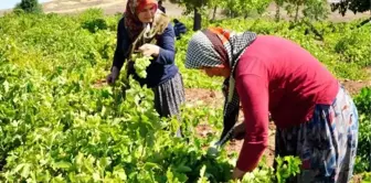 Adıyaman'da üzüm pekmezi zamanı