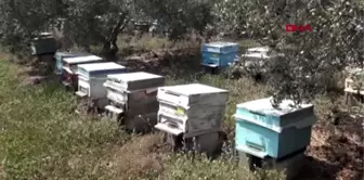 Osmaniye arı kuşu ile mücadelede ekolojik dengeyi bozmayacak yöntem