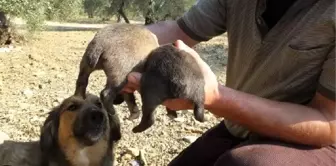 Kuyruksuz doğan 2 yavru köpek ilgi odağı oldu