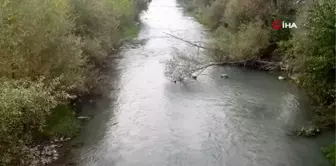 Karabük'te korkutan balık ölümleri...Onlarca ölü balık karaya vurdu