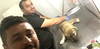 Gece yarısı yaralı köpek için seferber oldular