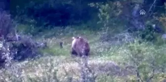 Arıcılar dört gözle ayıların kış uykusuna yatmasını bekliyor