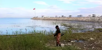 Beyşehir Gölü kıyılarındaki sazlar kesiliyor