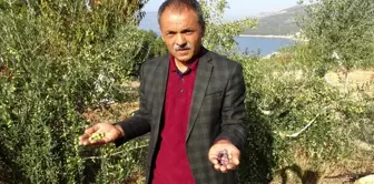 Ermenek'te zeytin, yöre halkının umudu oldu