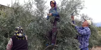 Ermenek'te zeytin, yöre halkının umudu oldu