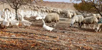 Yabancı otlarla mücadelede kaz ve koyun kullanıyorlar