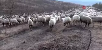 Yabancı otlarla mücadelede kaz ve koyun kullanıyorlar