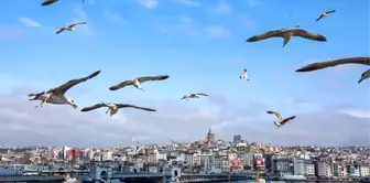 Türkiye yeniden Uluslararası Denizcilik Örgütü Konsey üyesi