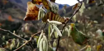 Fındıkta zirai dona karşı kireçli önlem