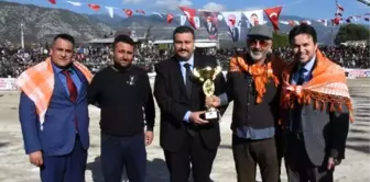 Antalya'da deve güreşi şenliği