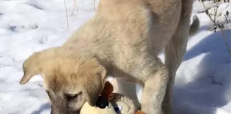 Köpek yavrusu ile minik öğrencinin oyuncak mücadelesi gülümsetti