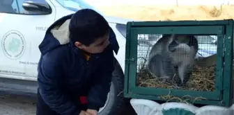 Ahıra giren maymun, koruma altına alındı