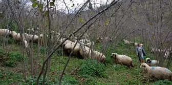 Ordulu ev hanımının yüzü 'Genç Çiftçi Projesi' ile güldü