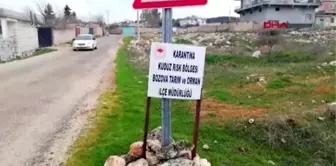 Balık almaya giden kadın, köpeğin saldırısına uğradı