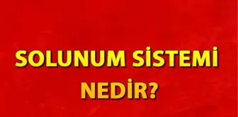 Solunum sistemi nedir? Solunum sistemi organları ve hastalıkları nelerdir?