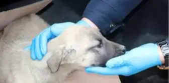 Ayvacık'ta ayağı kırılan köpeği belediye tedavi ettirdi