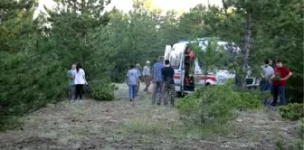 Kozalak toplamak isterken canından oldu