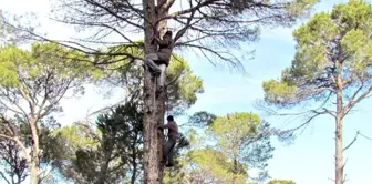 Ölüm riskiyle iç içe yaşayan kozalak emekçilerine teknik destek verilmeli