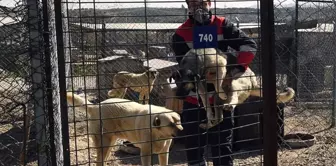 Başkentte barınağa alınan 16 sokak köpeği, doğal yaşam alanlarına bırakıldı