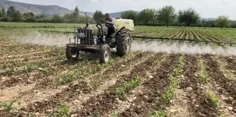 Türkiye koronavirüsle mücadele ederken çiftçiler üretime ara vermeden devam ediyor