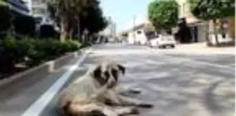 Adana'da caddeler boş kaldı; Tarçın güneşlendi