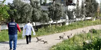 Manisa'da sokak hayvanları ihmal edilmiyor