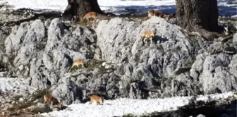 Koronavirüs salgını, dağ keçilerine yaradı