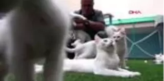 Van Kedi Villası'nda koronavirüs önlemleri