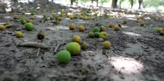 Narenciye zararları Cumhurbaşkanlığı Afet Fonu'ndan karşılanacak