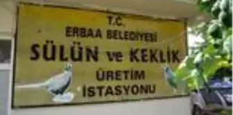 Erbaa Belediyesince üretilen sülünler doğaya salınacak