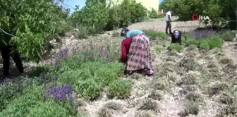 Karbasan köyü, Kütahya'nın adaçayı üretim merkezi oldu