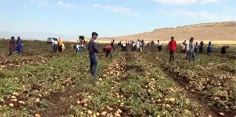 Gaziantep'te patates hasadı başladı