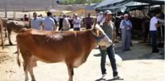 Kurban pazarında son gün yoğunluğu