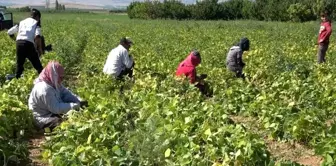 Isparta'nın Garip köyünde yılda 4 bin ton barbunya üretilip milli ekonomiye katkı sağlanıyor