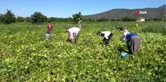 İsmini köyünden alıyor, yılda 4 bin ton üretilip milli ekonomiye katkı sağlıyor