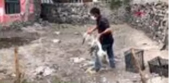 KARS Yetiştirdiği kazları köpekler telef etti, bacak protezi için yardım istiyor