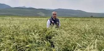 Sertifikalı tohumda 1 yılda yüzde 40'lık artış