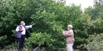 Sivas'ta doğada kendiliğinden yetişen tonlarca fındık dalında çürüyor