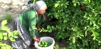 MERSİN Erdemli'de limon hasadı başladı