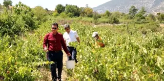 80 yıldır sadece yağmur suyuyla yetişen Yazır üzümünün hasadı başladı