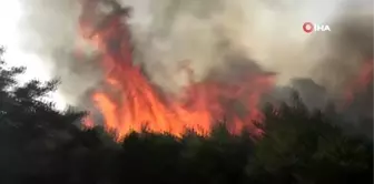 Tokat'ta orman yangını: 1 gözaltı